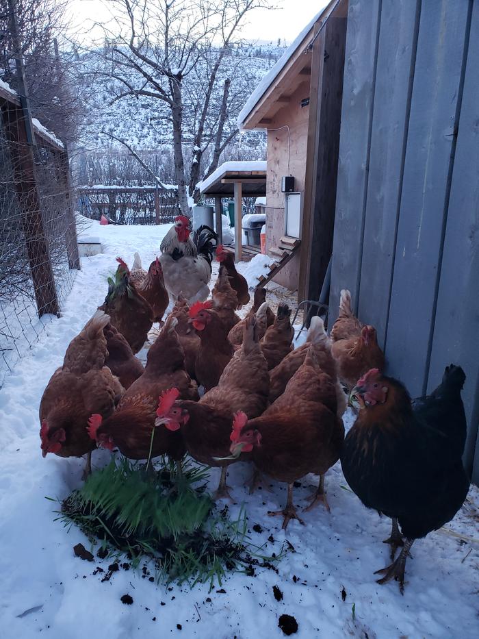 Happy Chickens!