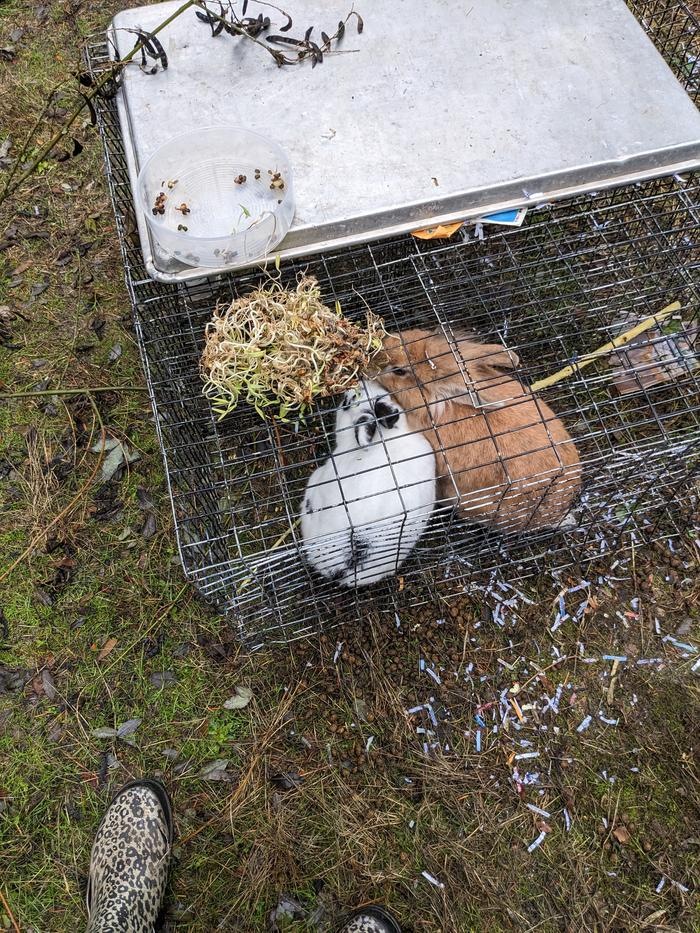 Happy bunnies 