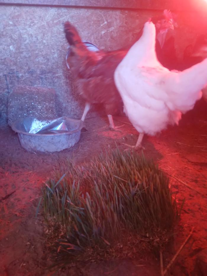 feeding the grass to chickens