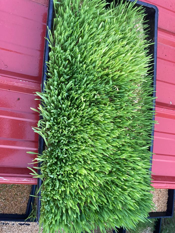 Sprouted fodder tray