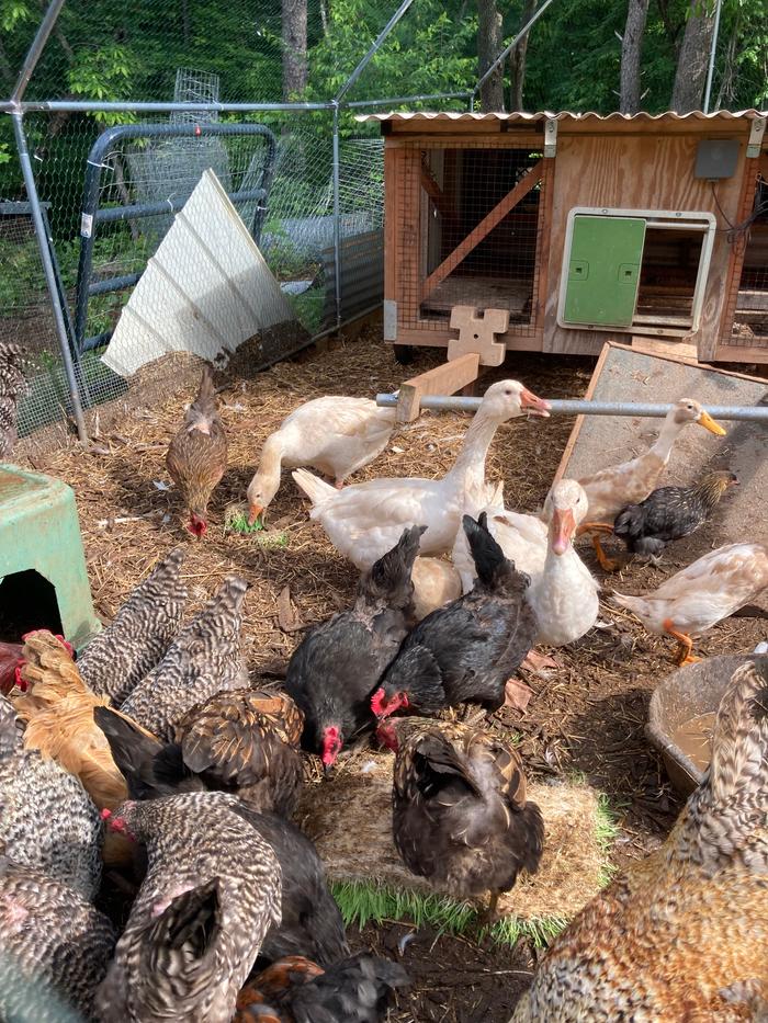 Chickens eating fodder