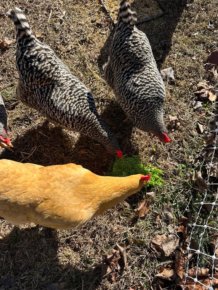 chickens eating the wheatgrass clippings