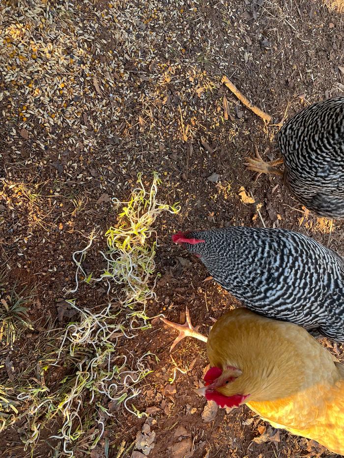 chickens devouring the sprouted beans 1