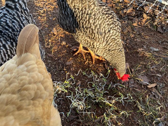 chickens devouring the sprouted beans 2