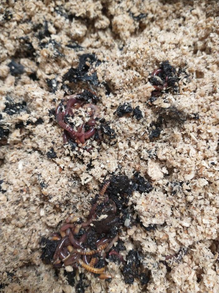 Worms in sawdust/stove pellets