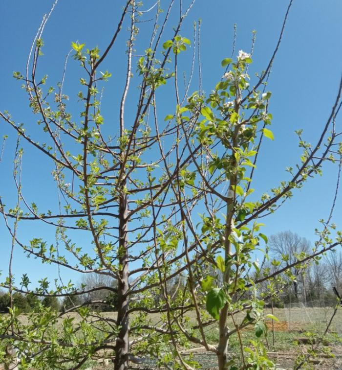 Apple trees