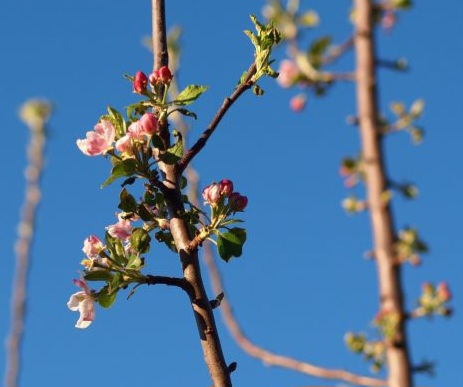 Bloom darker in color than pink lady