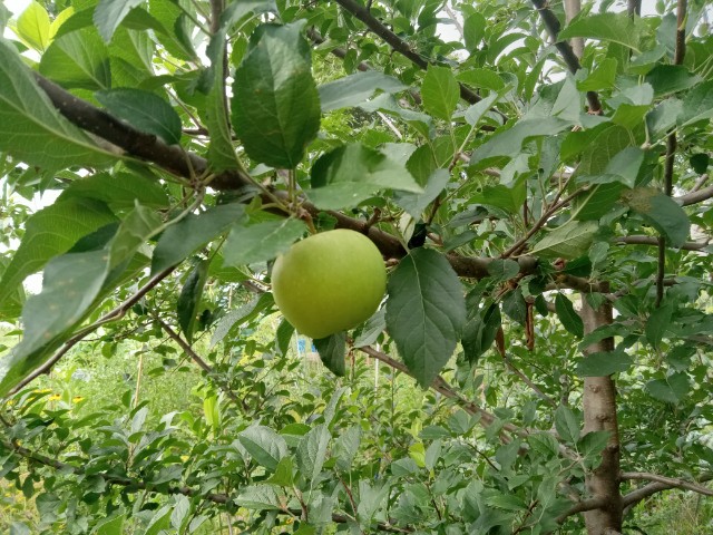 Apple near 3" in diameter and growing