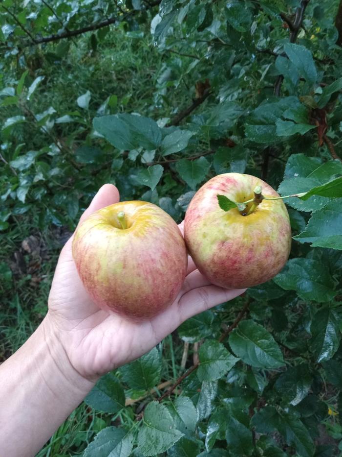 Home grown apples