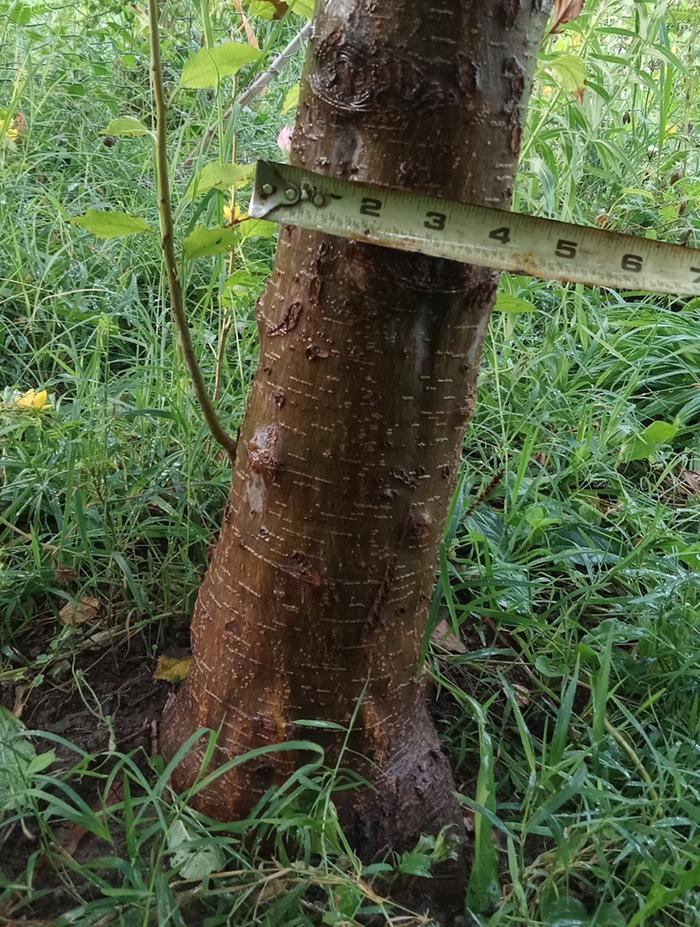 4 yr old seedling tree with 4" trunk