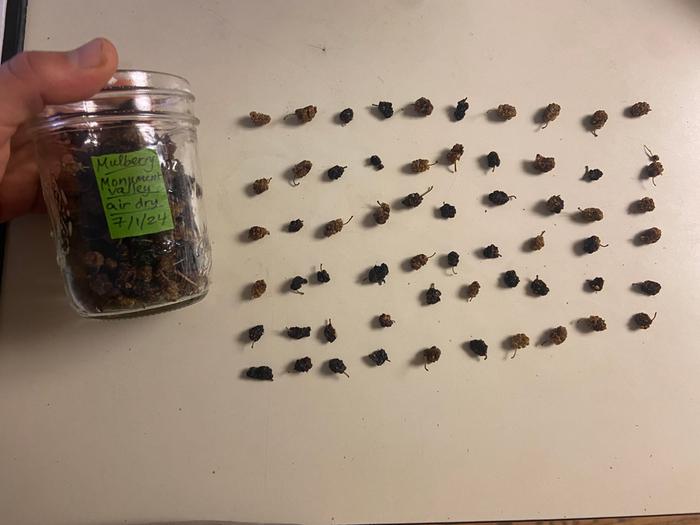 60 mulberry seeds and a jar of more seeds