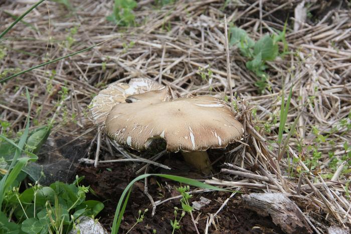 A Wine Cap feeding on a log