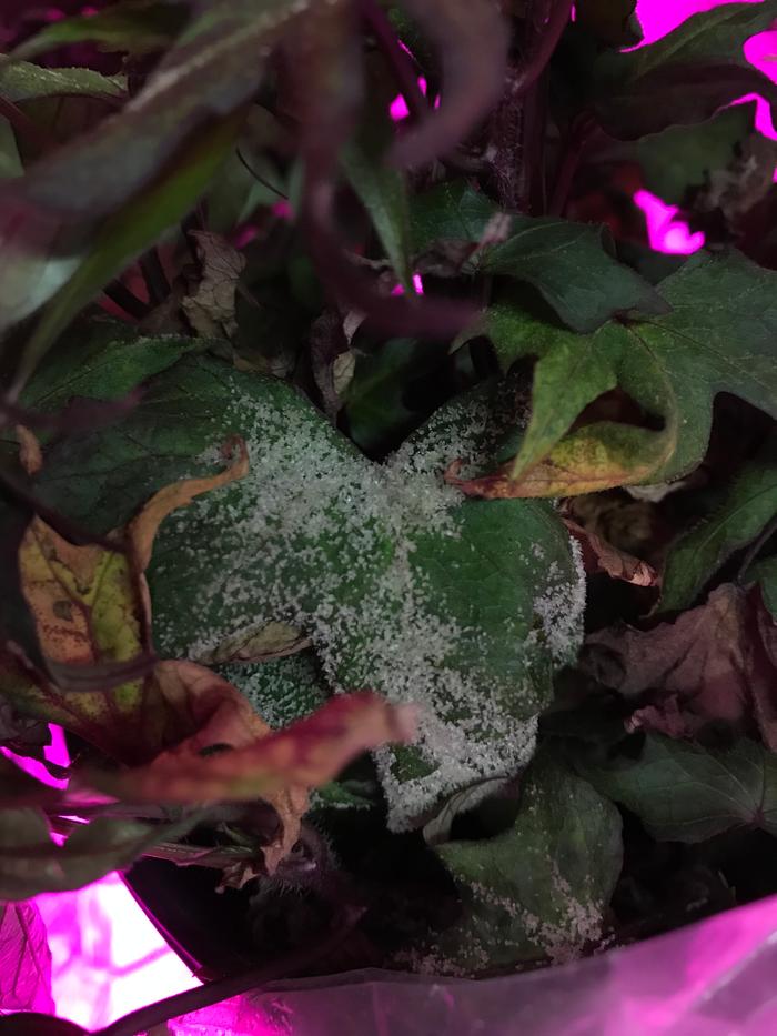 white crystals on sweet potatoe leaves