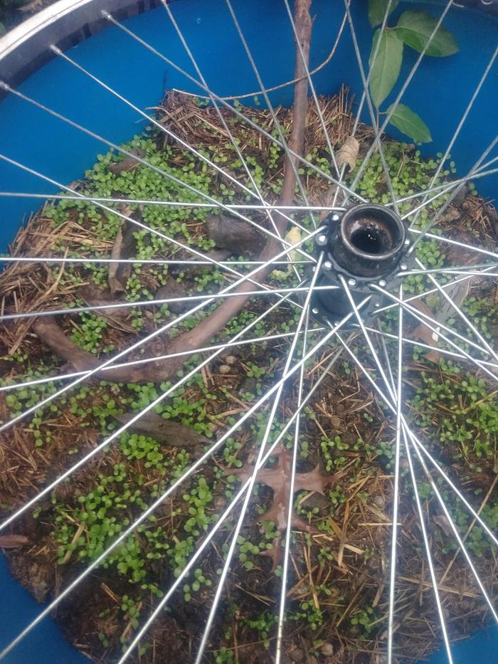 Spinach sprouts in with the grape vine. Bike rim to discourage birds.