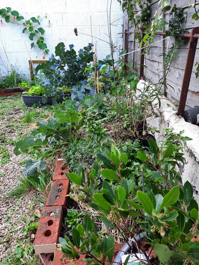 Strawberry tree and the beds of berries and native perennials 