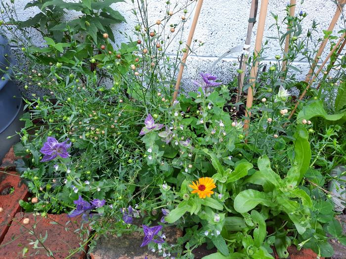 Clary sage for tea, flax seeds, and pot marigold