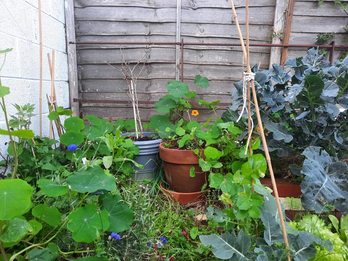 Nasturtium chaos with some cornflower and native flowers