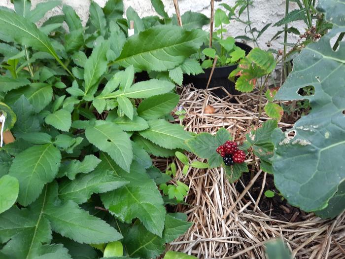 End of the blackberries before the puca gets them