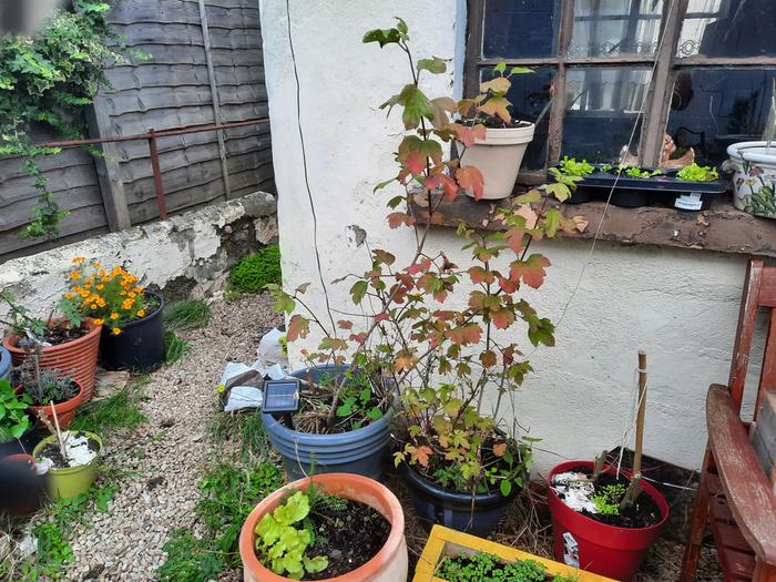 Guilder Rose turning with lettuce 