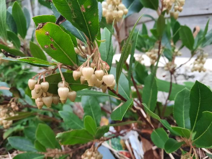 Strawberry tree flowers 