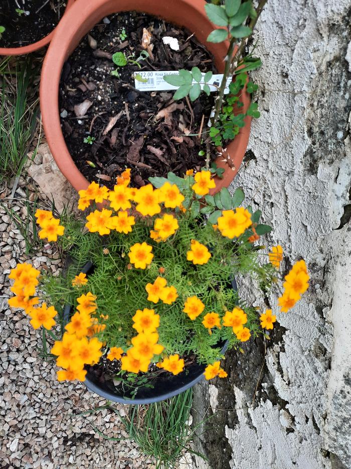 Last hurrah of the targeted marigold