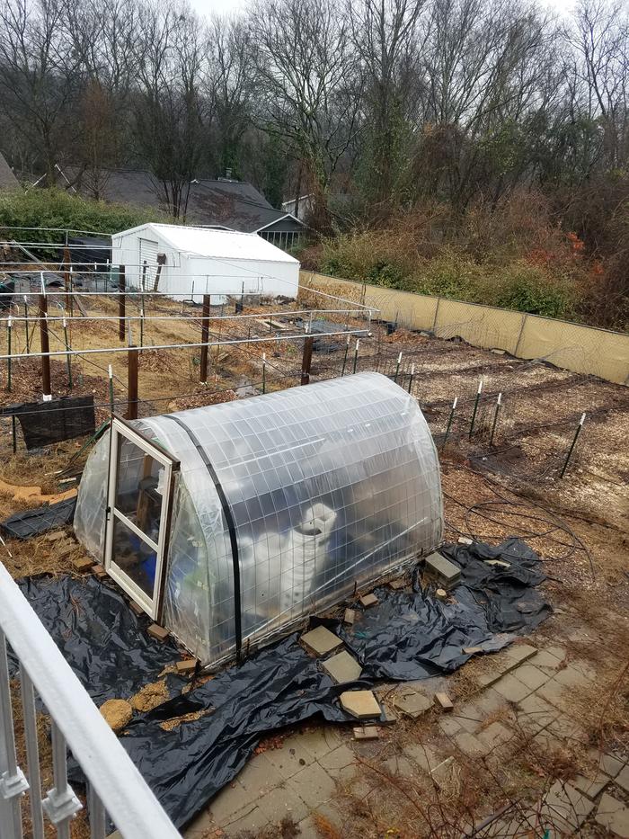 Backyard Cattle Panel Greenhouse, Veg Garden and new Pawpaw/pomengrate area