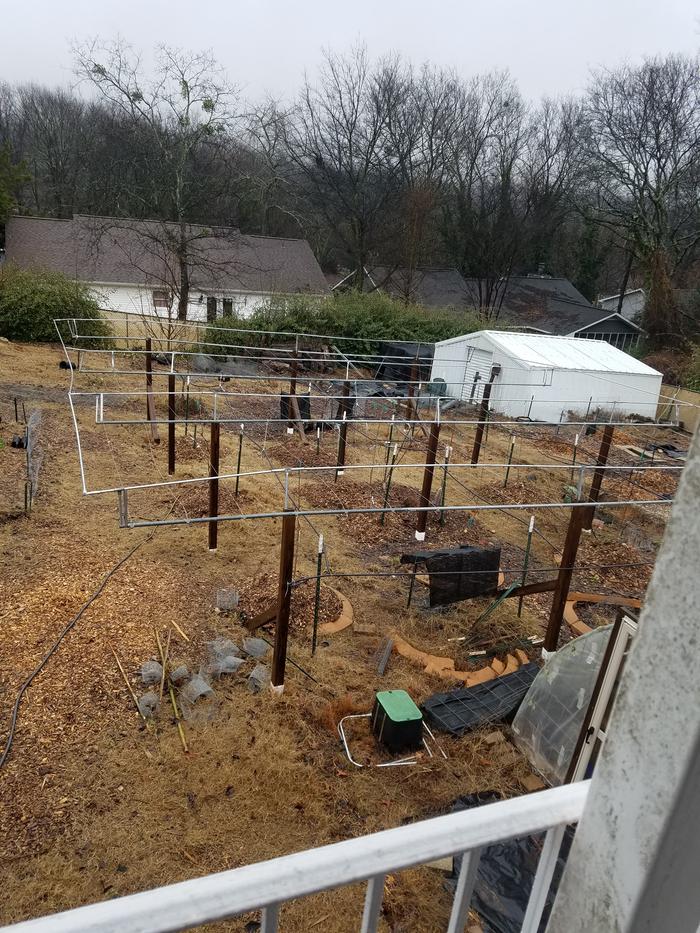 Backyard Kiwi Pergola Asian Persimmon/Asian Pears