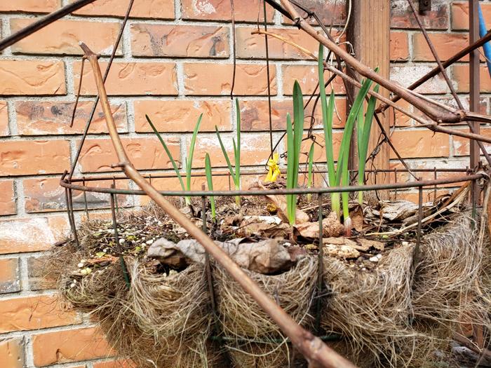 [Thumbnail for Hanging-basket-of-garlic.jpg]