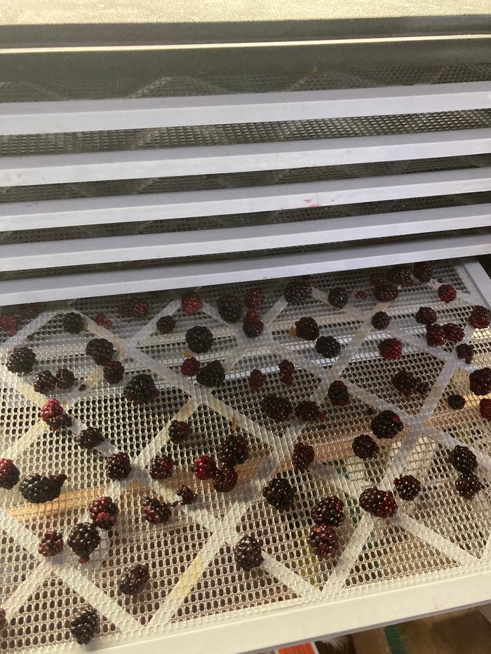 Berries in the dehydrator 