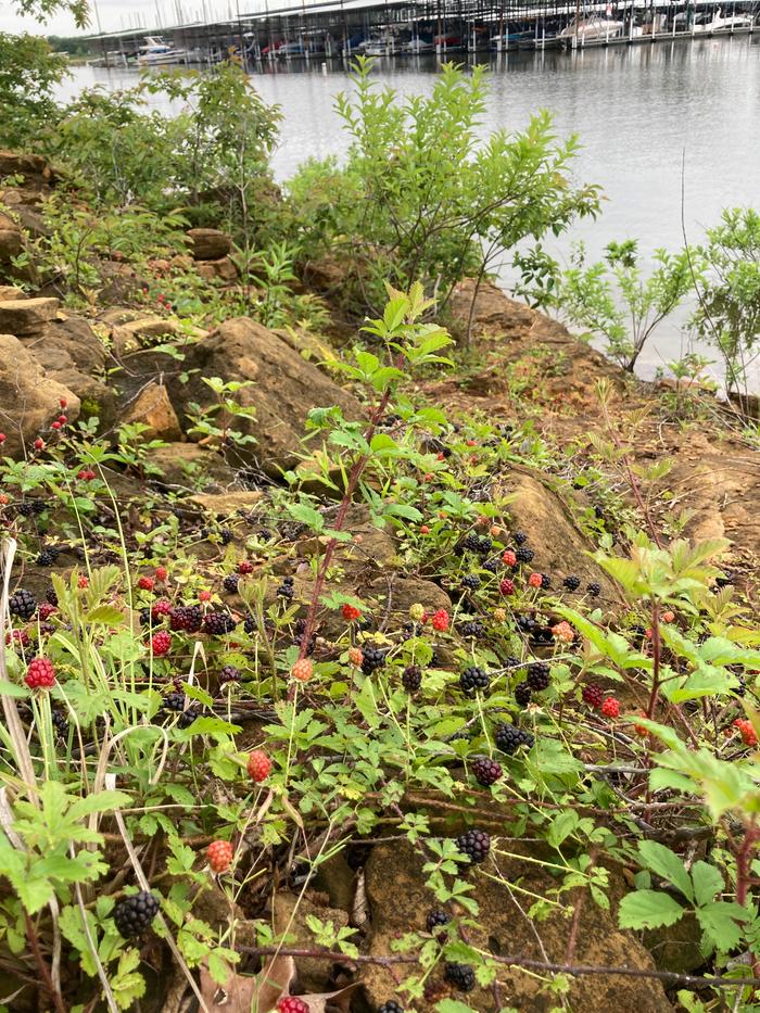 Blackberries in the wild