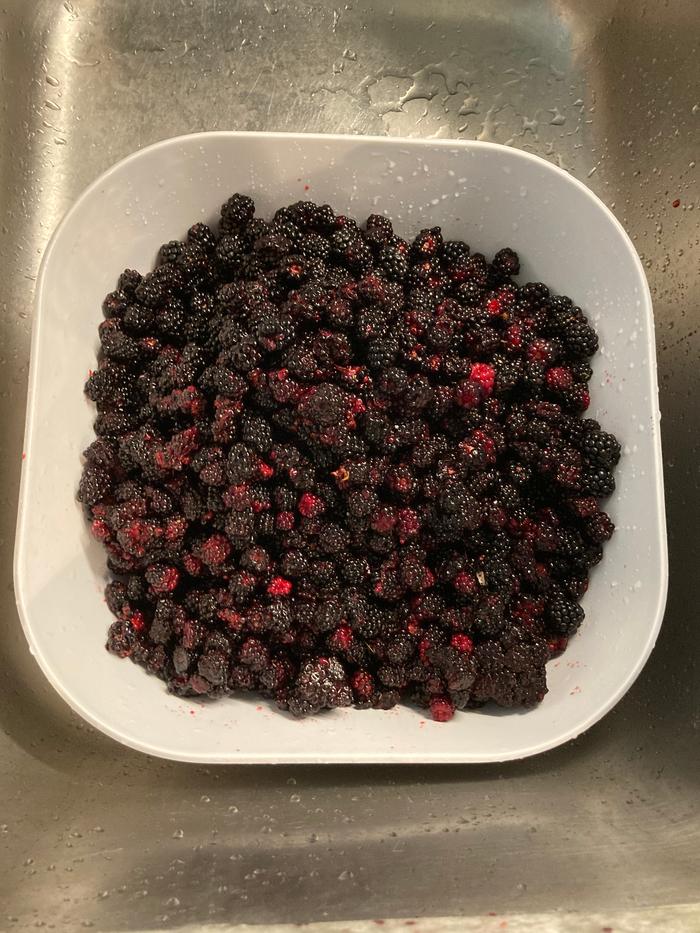 Blackberries washed and ready for the dehydrator