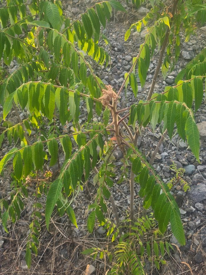 Sumac in the wild