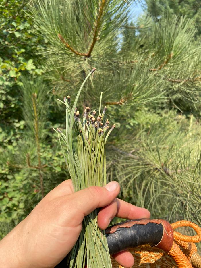 [Thumbnail for pine-needle_harvest-with-remainder-in-the-background.JPG]