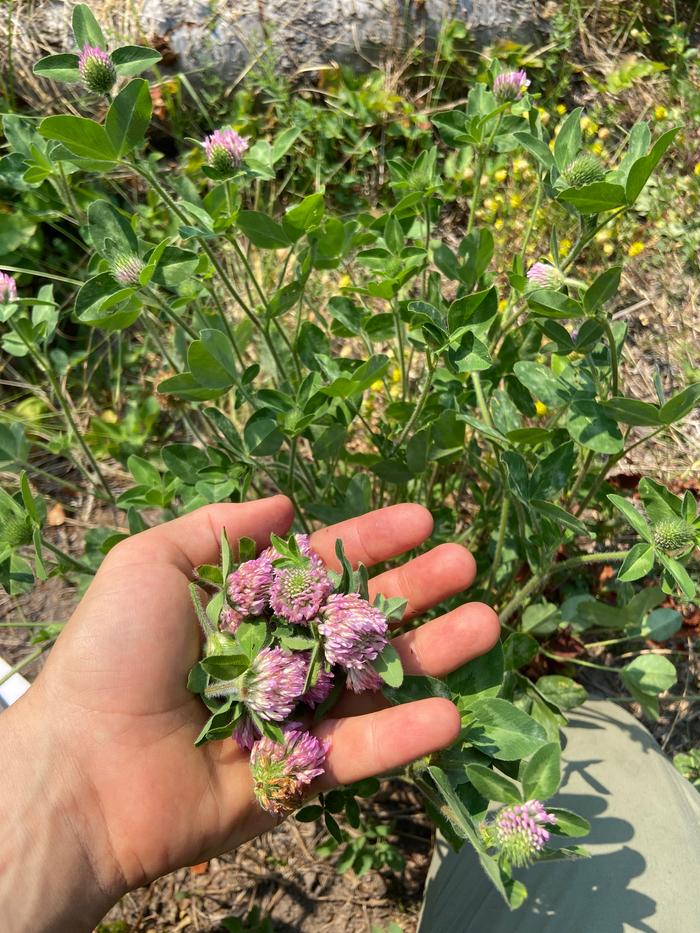 [Thumbnail for red-clover_-harvest-with-remainder-in-background.JPG]