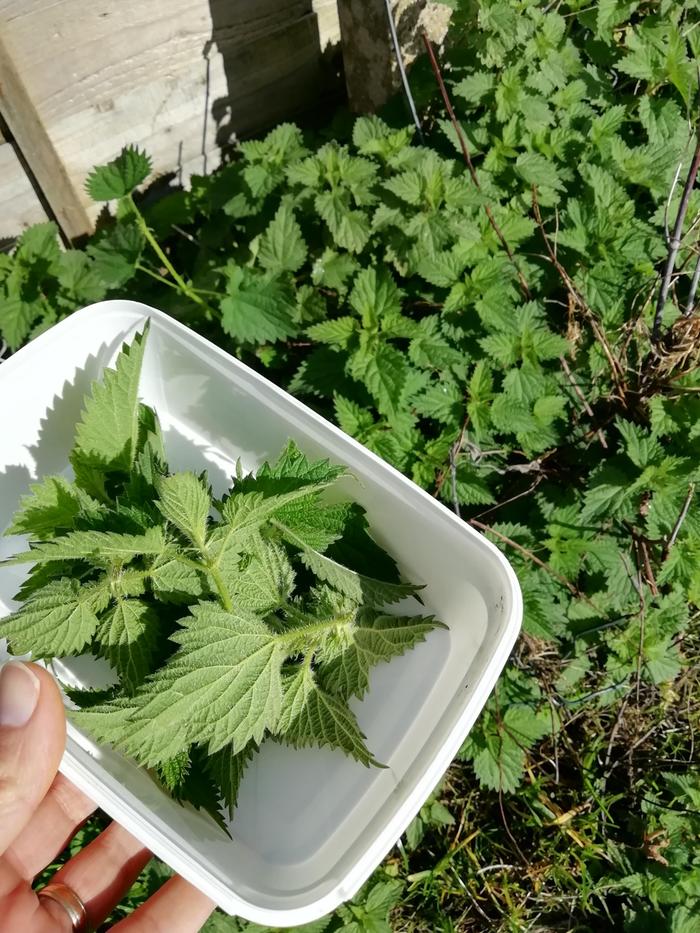 Harvesting nettles