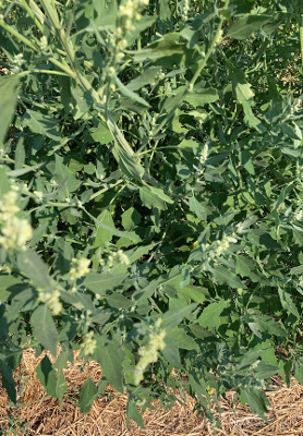 foraging lambs quarters