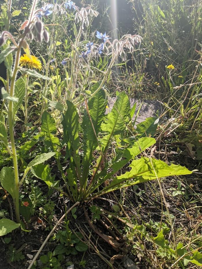 Dandelions in the wild