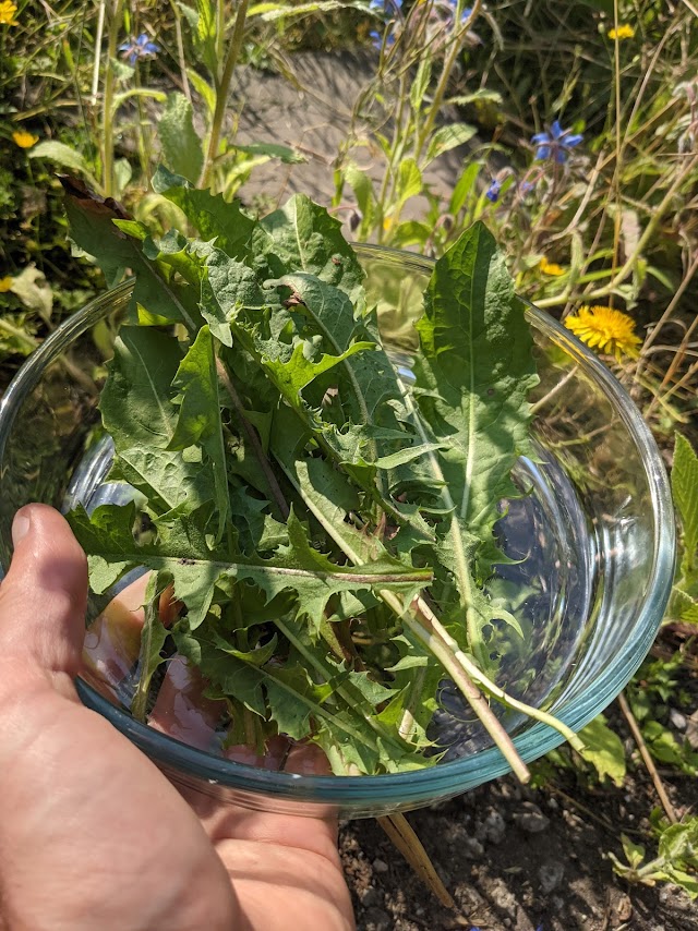 Foraged leaves