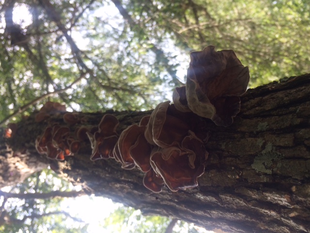 wood ear mushrooms growing wild!