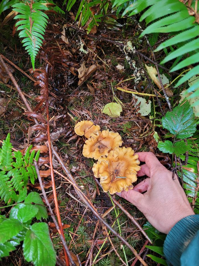 Chanterelle mushroom in the wild.