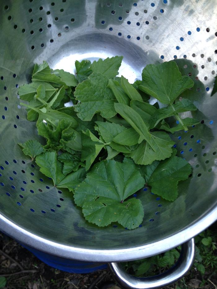 foraged sorrel, wild radish leaves and Malva