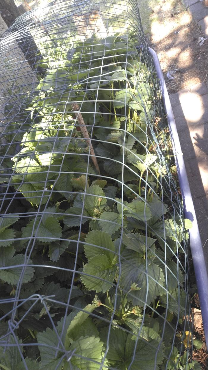 strawberries in a grow box wicking bed