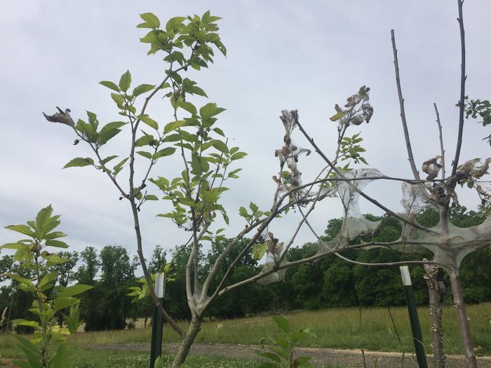 will silkworms kill a young mulberry tree?