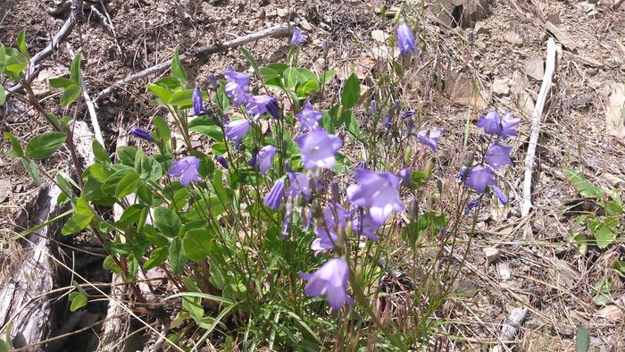 family of flowers