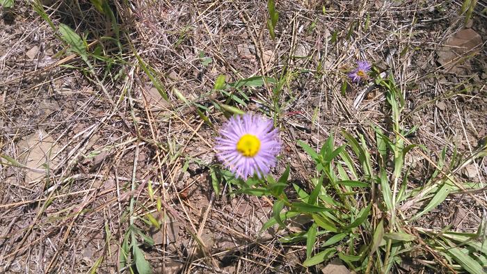 stop and smell the flowers