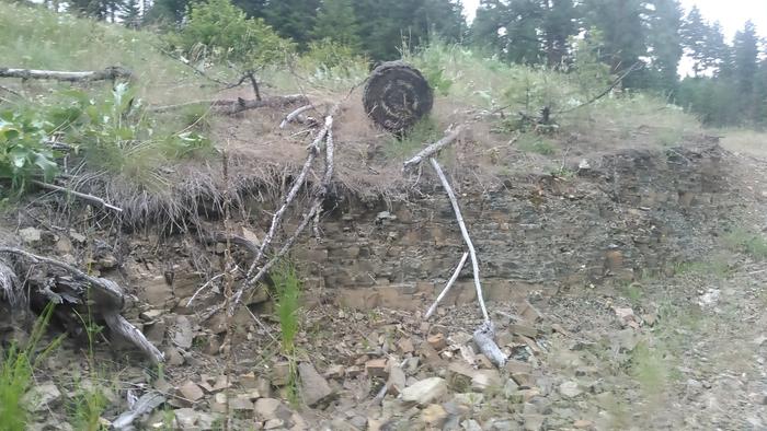 patterns of tree rings and hill side cut