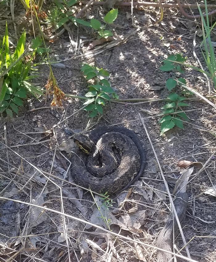 little water snake