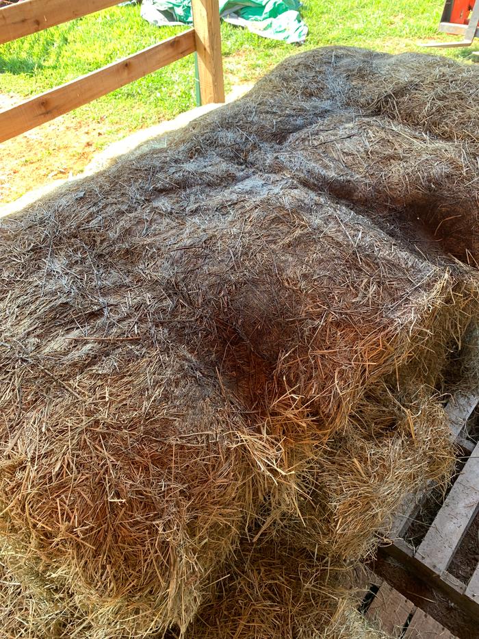 Moldy hay