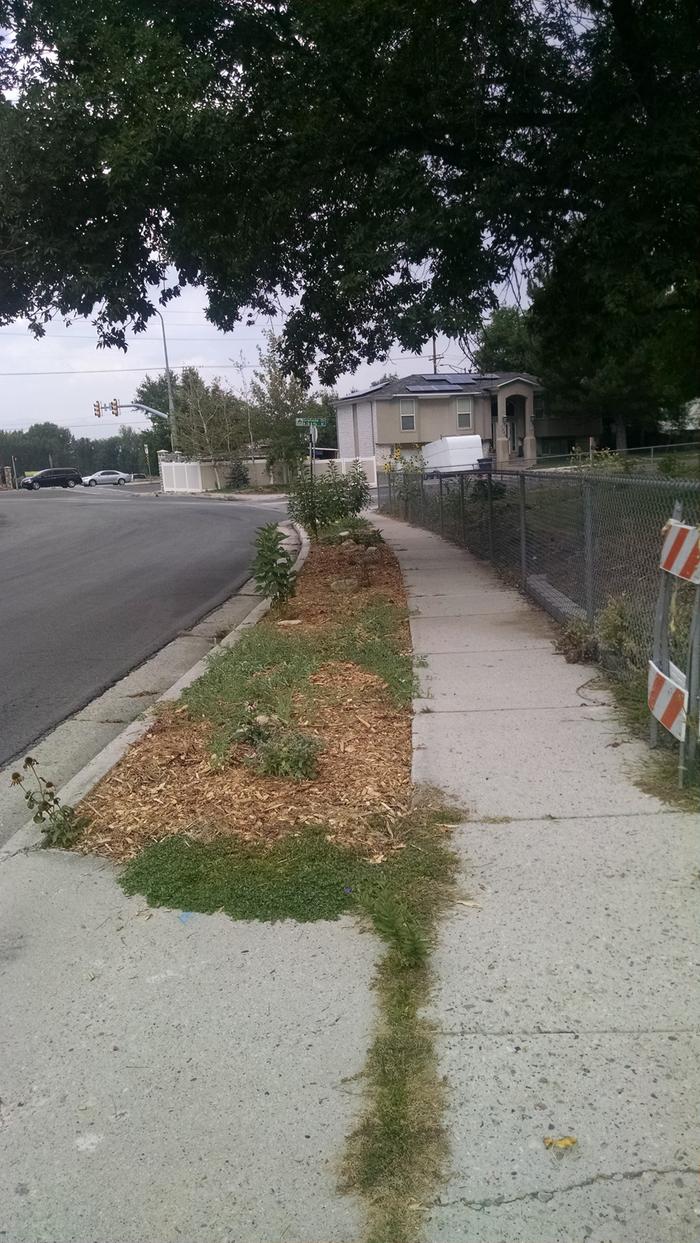 parkstrip for potential permaculture urban garden