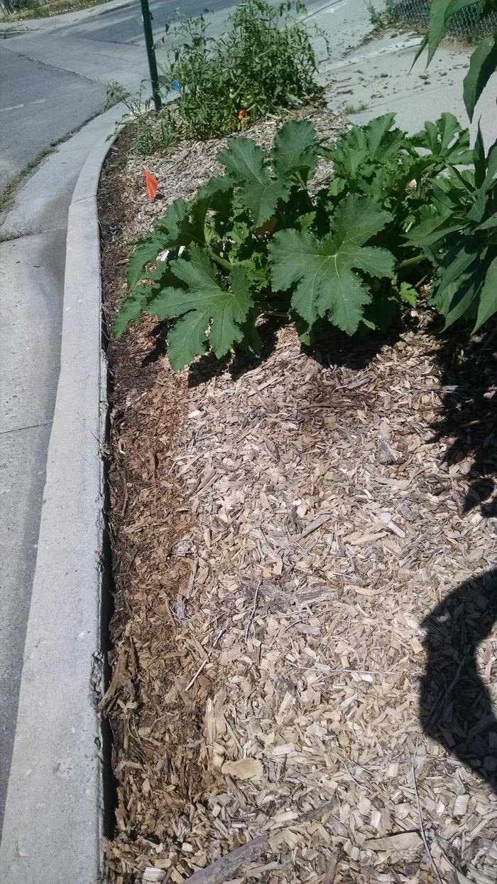 existing plants in parkstrip garden